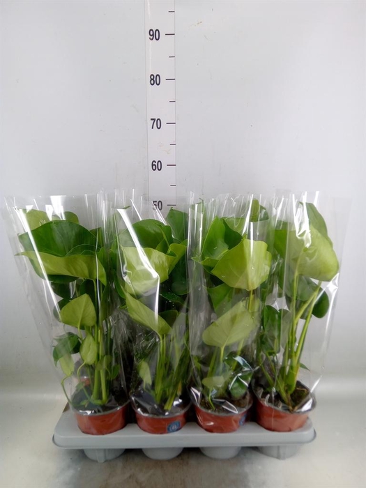 <h4>Monstera delic.</h4>