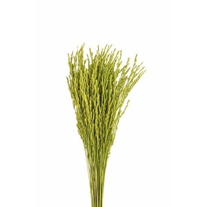 Dried Rice Oryza Green Bunch