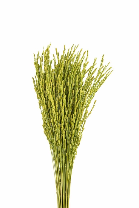 <h4>Dried Rice Oryza Green Bunch</h4>