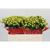 Hypericum Smiley Romance
