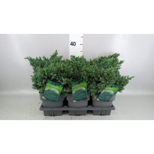 Juniperus squamata 'Blue Star'
