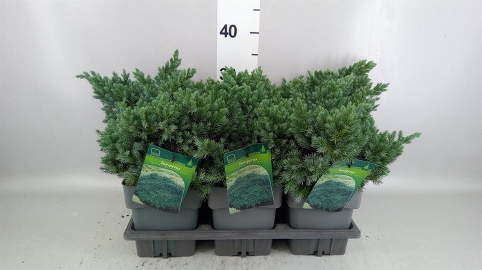<h4>Juniperus squamata 'Blue Star'</h4>
