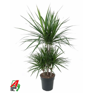 Dracaena