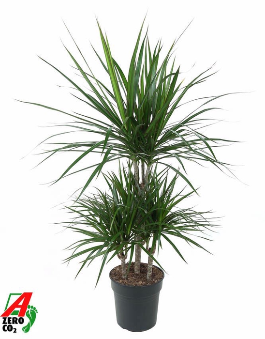 <h4>Dracaena</h4>