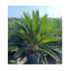 Cycas revoluta