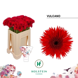 GERBERA MIS 'VULCANO'