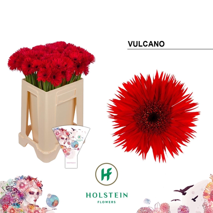 <h4>GERBERA MIS 'VULCANO'</h4>