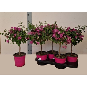 BOUGAINV ALEXANDRA