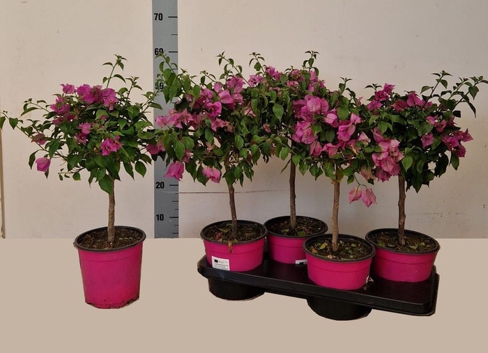 <h4>BOUGAINV ALEXANDRA</h4>