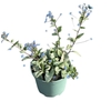 Brunnera