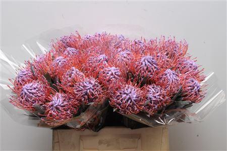 <h4>Leuco Klbh Milka</h4>