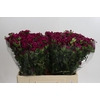 Dianthus Br Amazon Neon Cherry