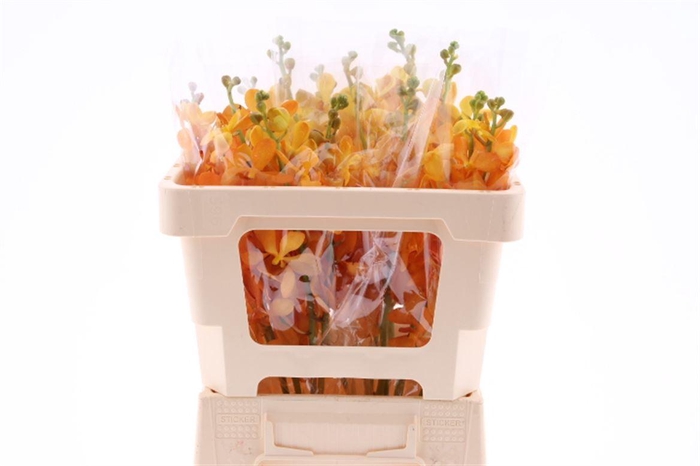 <h4>Mok Bright Orange L</h4>