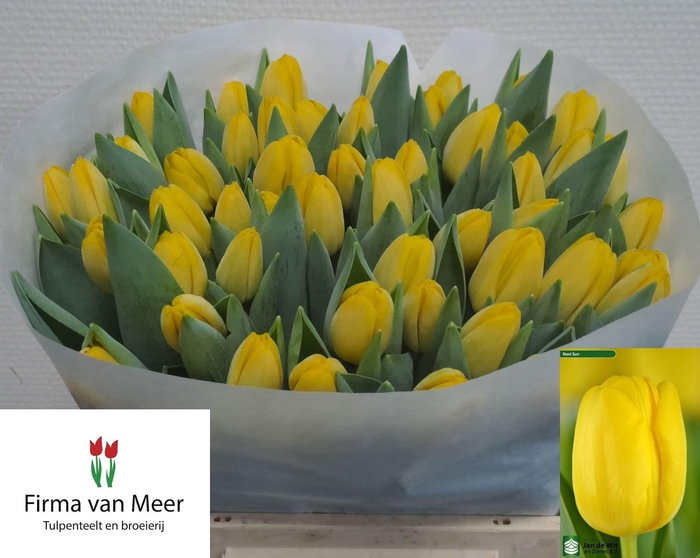 <h4>TU EN NOVI SUN</h4>