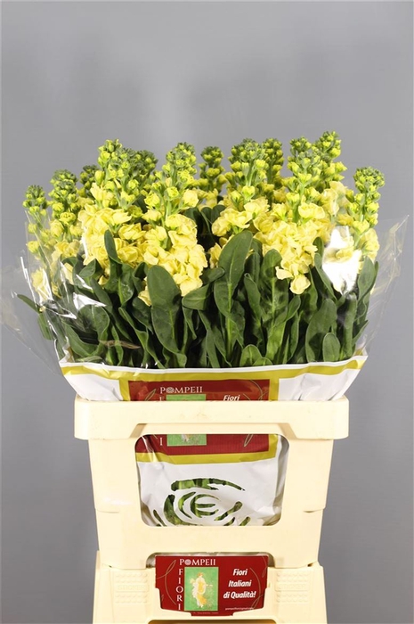 <h4>Matthiola Iron Yellow</h4>