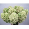 Hydrangea mag candle