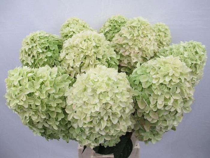 Hydrangea mag candle