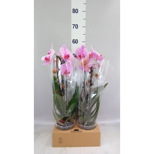 Phalaenopsis  'Elegant Cascade'