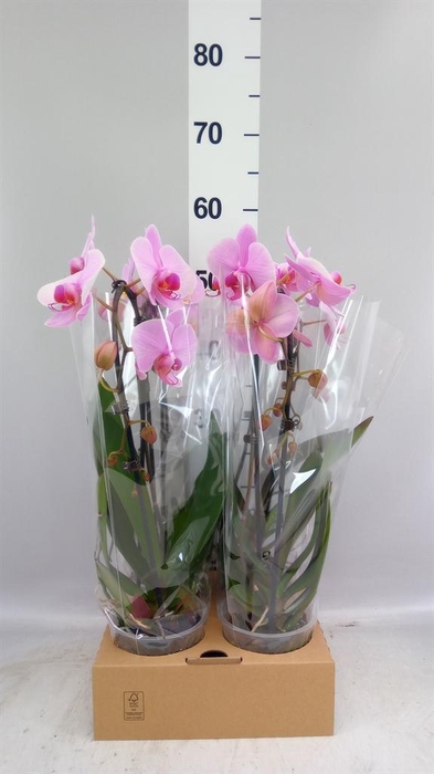 <h4>Phalaenopsis  'Elegant Cascade'</h4>