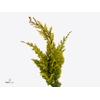 Conif.ch.obt.tetragona Aurea