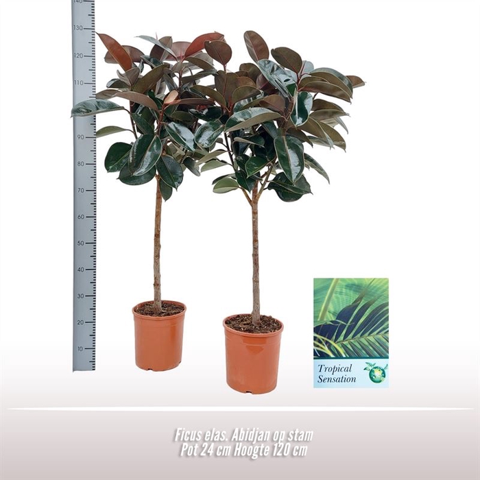 <h4>Ficus Elastica Abidjan</h4>