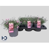 Dianthus caryophyllus Mountain Frost Pink Twinkle