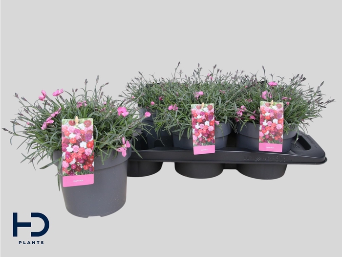 Dianthus caryophyllus Mountain Frost Pink Twinkle