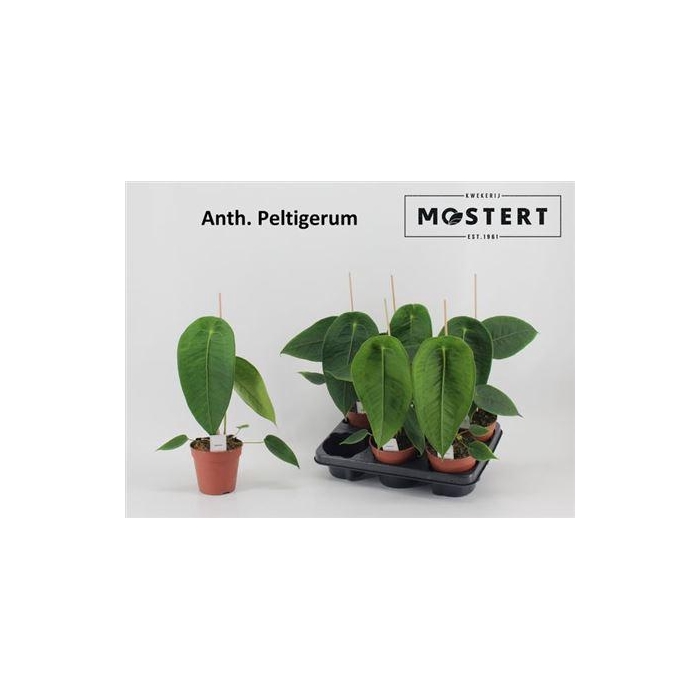 <h4>Anthu Peltigerum</h4>