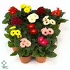 GERBERA MINI MIX