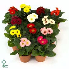 GERBERA MINI MIX