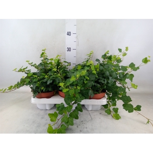 Hedera helix 'Wonder'