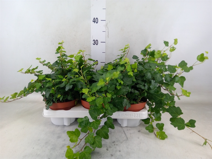 <h4>Hedera helix 'Wonder'</h4>