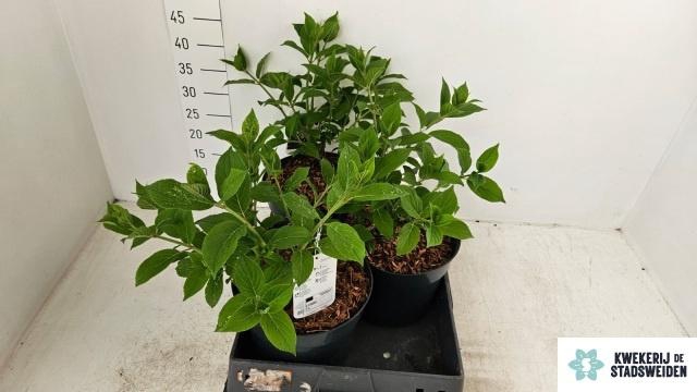 <h4>HYDR PANICULATA</h4>