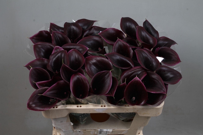 <h4>CALLA CANTOR ZANT CANTOR</h4>