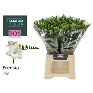 Freesia enk Ilse