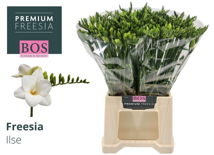 <h4>Freesia enk Ilse</h4>