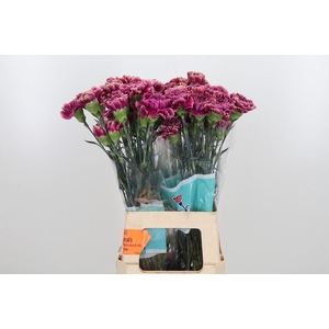 Di St Merletto Purple
