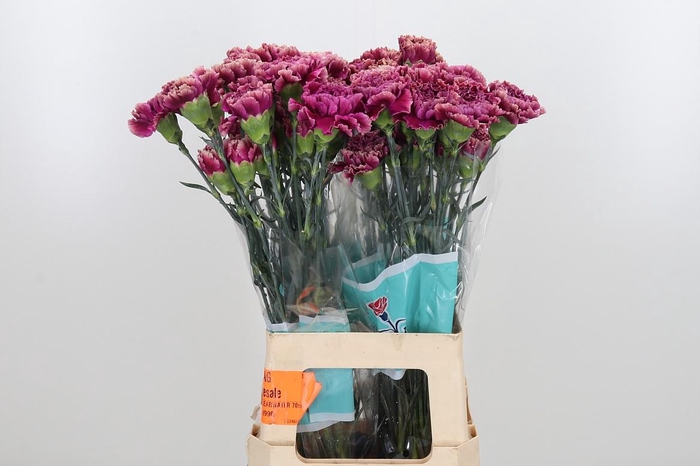 <h4>Di St Merletto Purple</h4>