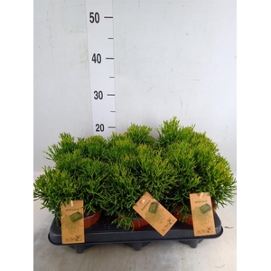 Rhipsalis   ...
