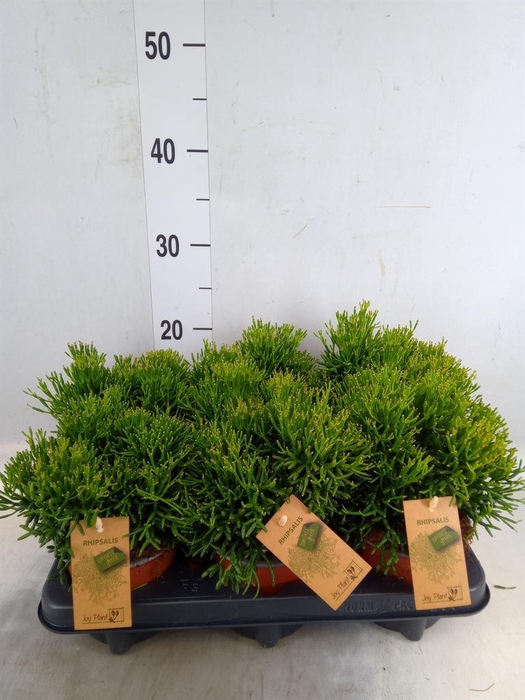 <h4>Rhipsalis   ...</h4>