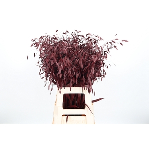 Chasmantium Kl Bh Bordeaux
