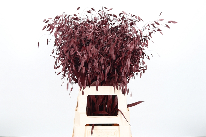 <h4>Chasmantium Kl Bh Bordeaux</h4>