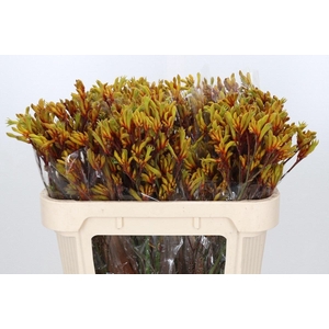 Anigozanthos Gold Fever