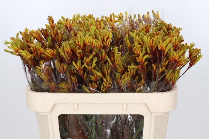 <h4>Anigozanthos Gold Fever</h4>