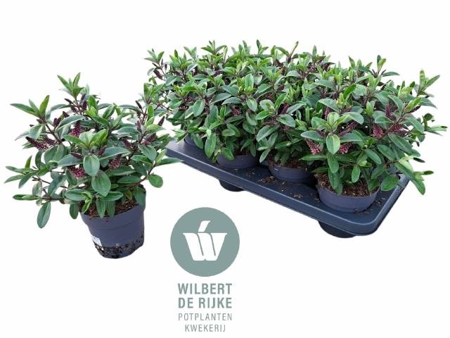 <h4>HEBE TIKITIK PI KIWI</h4>