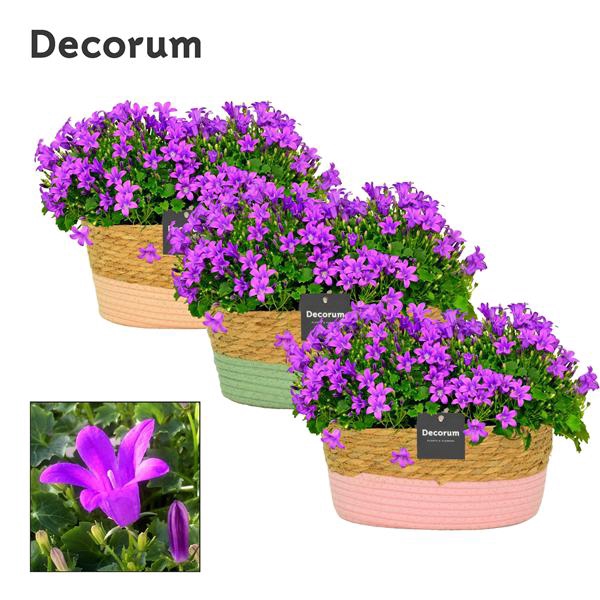 <h4>Campanula Porto Field Basket</h4>