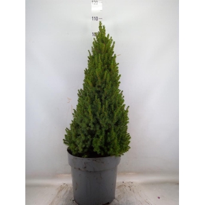 Picea glauca 'Perfecta'