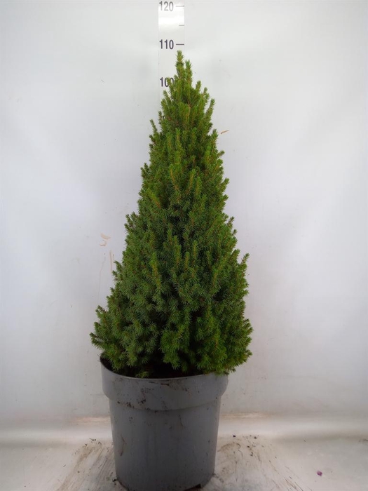 <h4>Picea glauca 'Perfecta'</h4>