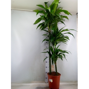 Dracaena frag. 'Janet Craig'