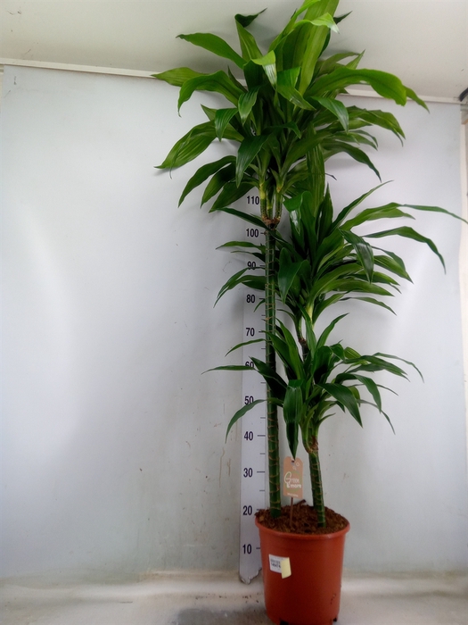 <h4>Dracaena frag. 'Janet Craig'</h4>